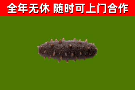 鹿泉区烟酒回收干海参.jpg